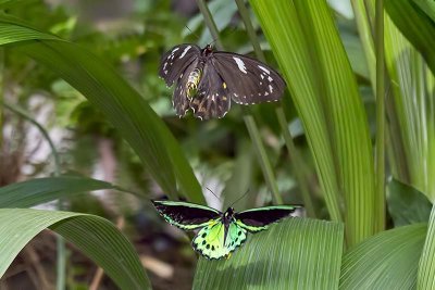 Cairns Birdwing (Ornithoptera euphorion) -- male and female in flight