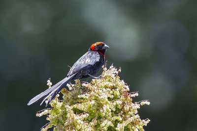 Red-collared Widowbird (male)