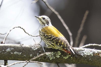 Abyssinian Woodpecker 