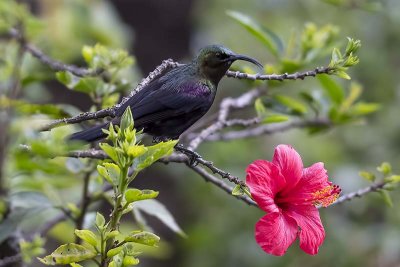 Tacazze Sunbird (Nectarinia tacazze) -- male