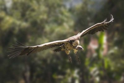 Rppell's Griffon Vulture