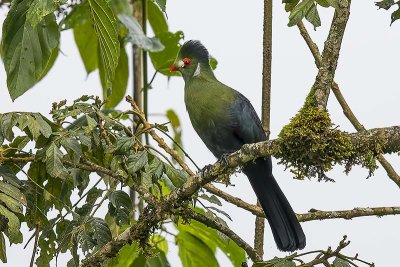 Ethiopian Birds