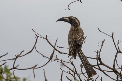 African Grey Hornbill (male)