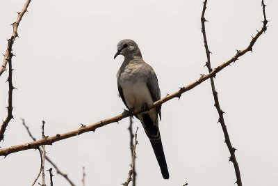 Namaqua Dove (female)