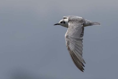 White-winged Tern (non-breeding plumage)