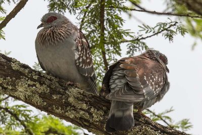 Speckled Pigeon