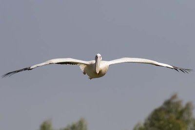 Great White Pelican