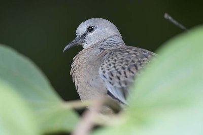 Spotted Dove (juvenile)