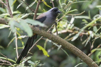 Grey Treepie