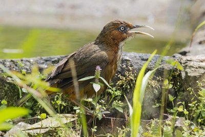 Rusty-cheeked Scimitar Babbler