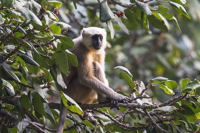 Langur