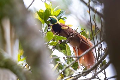 Raggiana Bird-of-paradise (Paradisaea raggiana) -- male