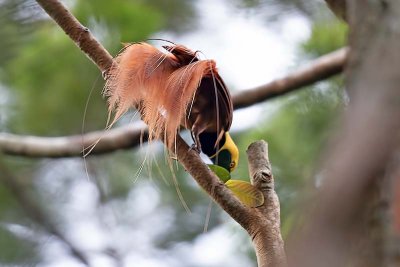 Raggiana Bird-of-paradise (Paradisaea raggiana) -- male