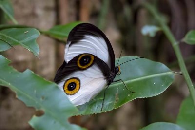 Silky Owl Butterfly (Taenaris catops)