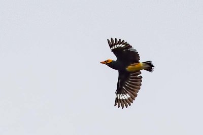 Yellow-faced Myna (Mino dumontii)