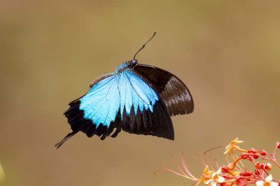 Ulysses Butterfly (Papilio ulysses) -- male