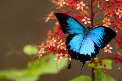 Ulysses Butterfly (Papilio ulysses) -- male