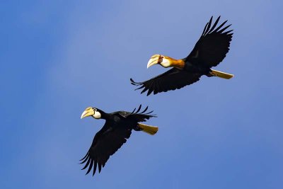 Blyth's Hornbill (Rhyticeros plicatus) -- female (left) and male