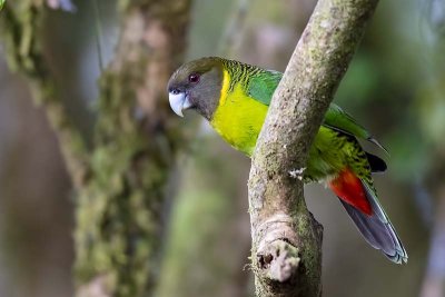 Brehm's Tiger Parrot (Psittacella brehmii) -- male