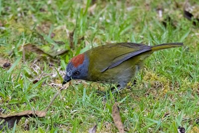 Rufous-naped Bellbird (Aleadryas rufinucha)
