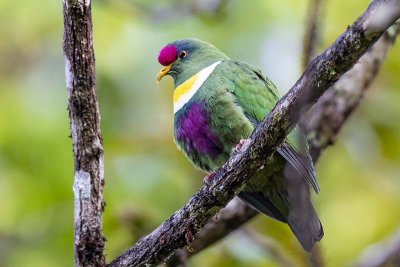 White-bibbed Fruit Dove (Ptilinopus rivoli)