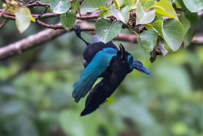 Greater Lophorina (Lophorina superba) -- male