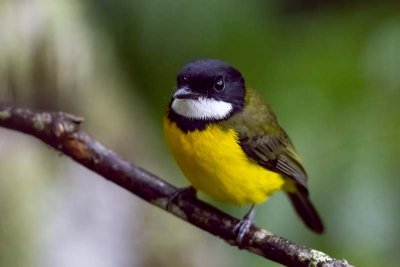 Sclater's Whistler (Pachycephala soror) -- male