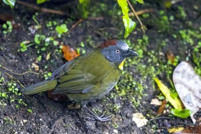 Rufous-naped Bellbird (Aleadryas rufinucha)