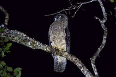 Rufous Owl (Ninox rufa)