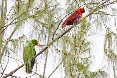 Eclectus Parrot (Eclectus roratus) -- male(left) and female