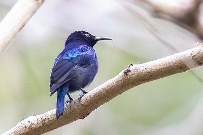 Black Sunbird (Leptocoma aspasia) -- male