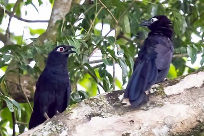 Violaceous Coucal (Centropus violaceus)