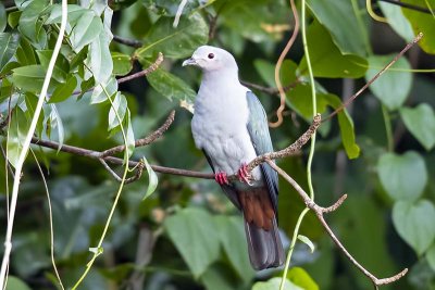 Island Imperial Pigeon (Ducula pistrinaria)