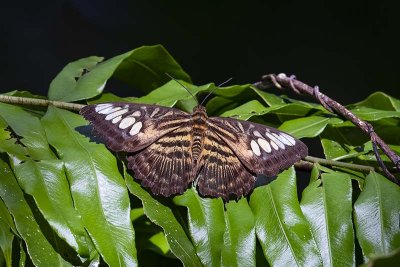 New Guinea Clipper (Parthenos tigrina)