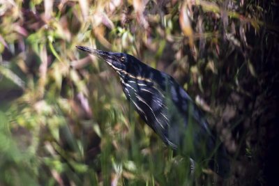 Black Bittern (Dupetor flavicollis)