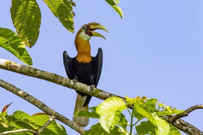 Blyth's Hornbill (Rhyticeros plicatus) -- male