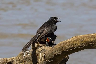 Willie Wagtail (Rhipidura leucophrys)