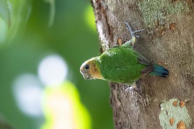 Buff-faced Pygmy Parrot (Micropsitta pusio)