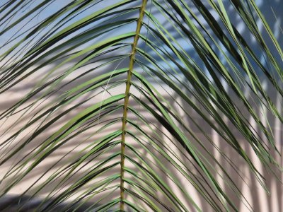 3 Split leaf.jpg
