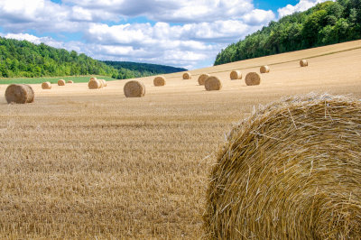 2 Agricultural Industry.jpg