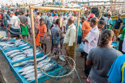 6 Fishing Industry.jpg