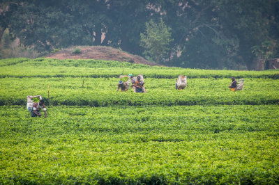 16 Tea Industry.jpg