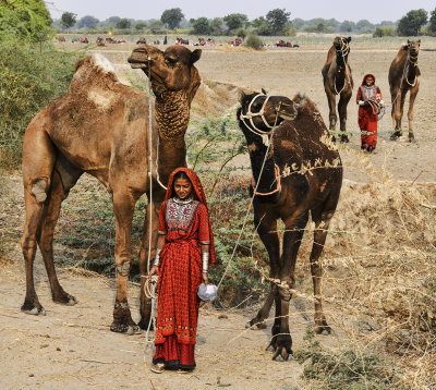 5 Leading pairs of camels.jpg