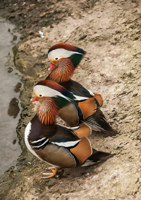 11 Sitting ducks.jpg