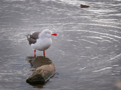 18 Dolphin Gull.jpg