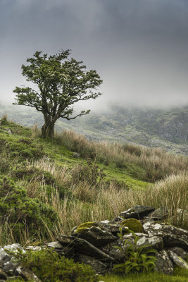 26 misty tree.jpg