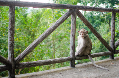 27 Monkey see.jpg