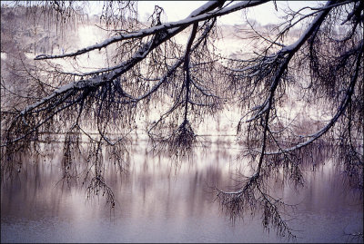 06 Winter Tracery 2.jpg