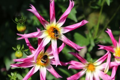 9 Bees feeding.jpg
