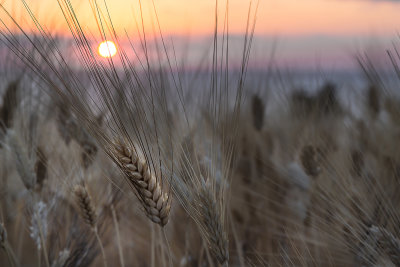 14 Barley in evening sun.jpg